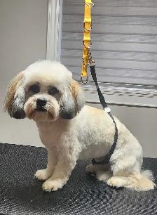 Dog Grooming  Starting from $65 (10% OFF First Visit) - Photo 5