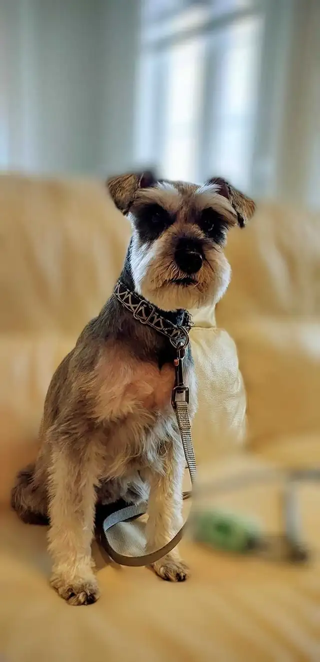 Dog Grooming  Starting from $65 (10% OFF First Visit) - Photo 6