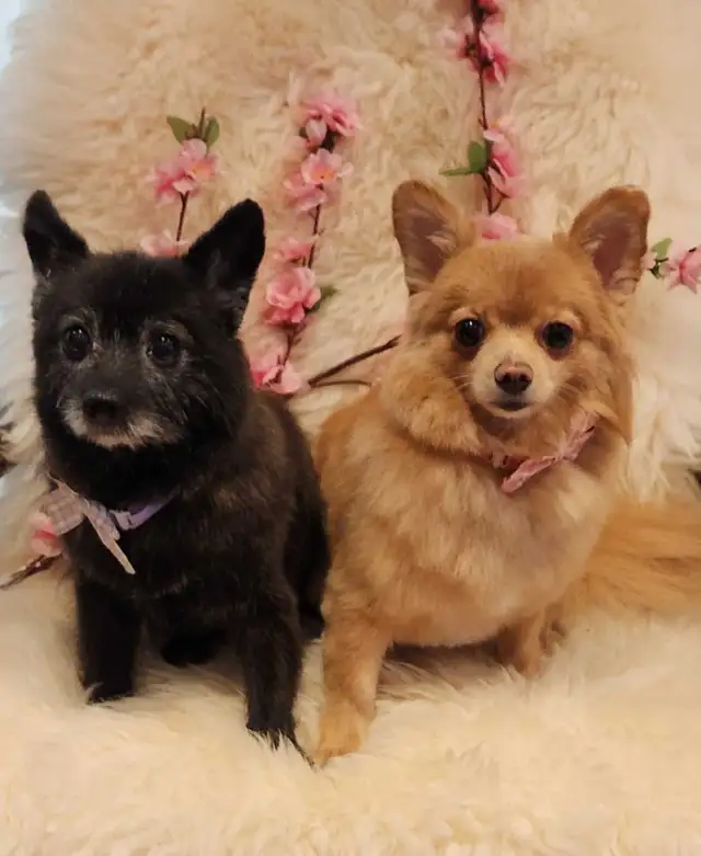 Dog Grooming  Starting from $65 (10% OFF First Visit) - Photo 7