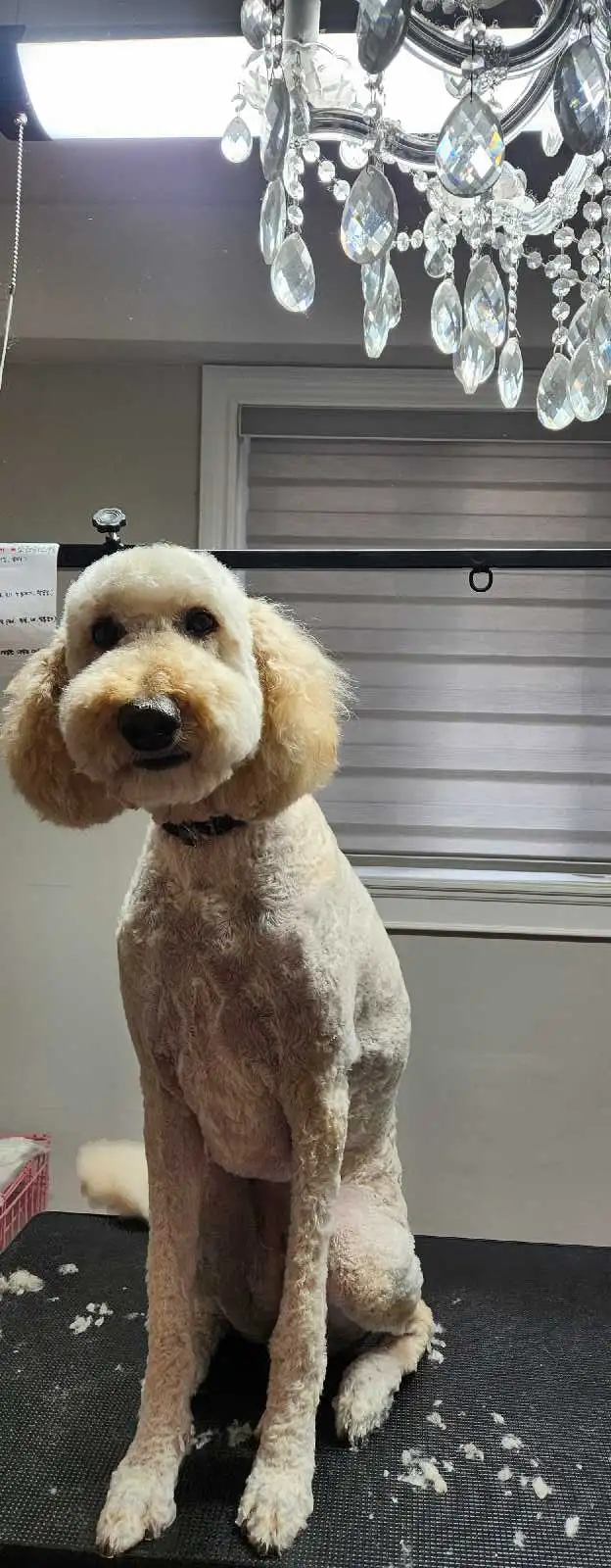 Dog Grooming  Starting from $65 (10% OFF First Visit) - Photo 8