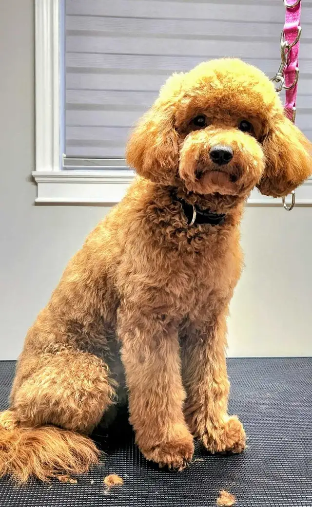 Dog Grooming  Starting from $65 (10% OFF First Visit) - Photo 9