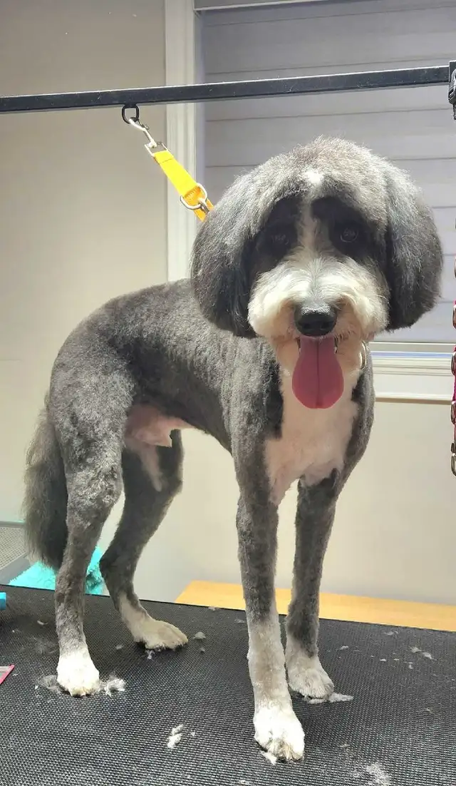 Dog Grooming  Starting from $65 (10% OFF First Visit) - Photo 10