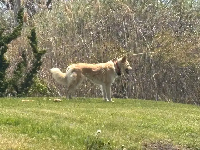 husky pup - Photo 3