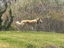 husky pup - Photo 3