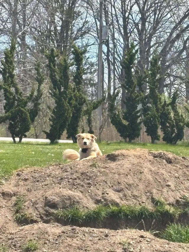 husky pup - Photo 4