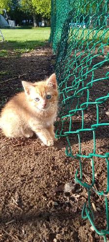 kittens for free