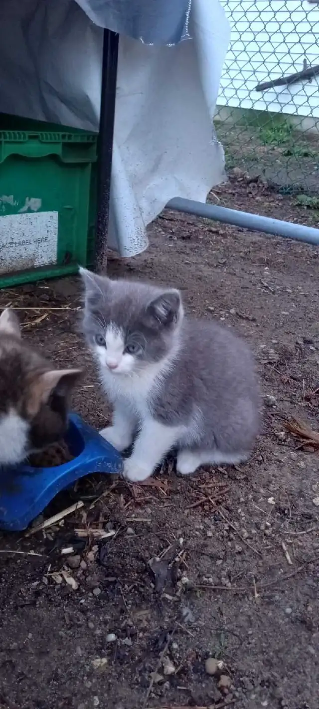 kittens for free - Photo 2