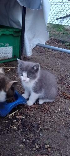 kittens for free - Photo 2