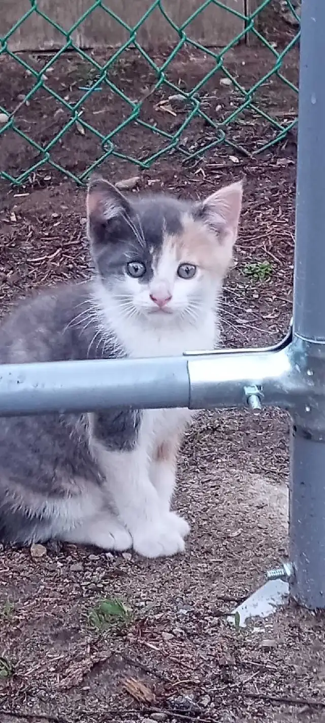 kittens for free - Photo 3