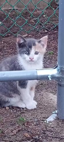 kittens for free - Photo 3