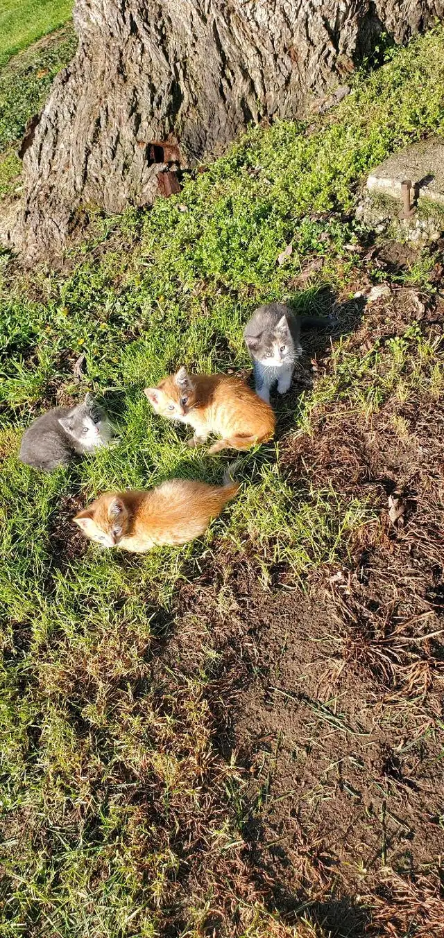 kittens for free - Photo 4