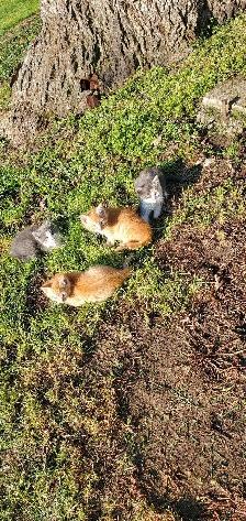 kittens for free - Photo 4