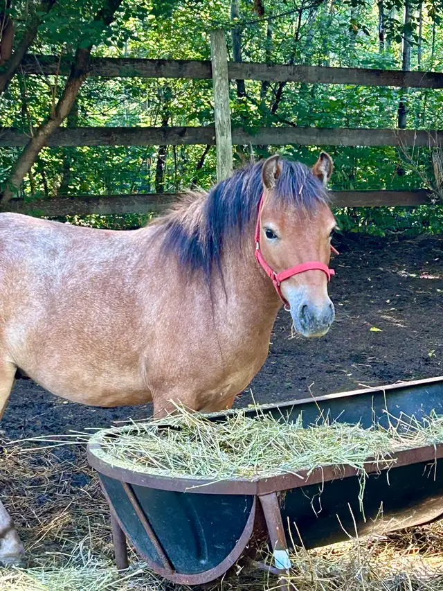 Welsh pony/Minature horse cross gelding.