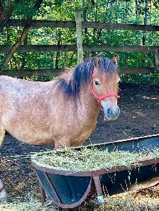 Welsh pony/Minature horse cross gelding.