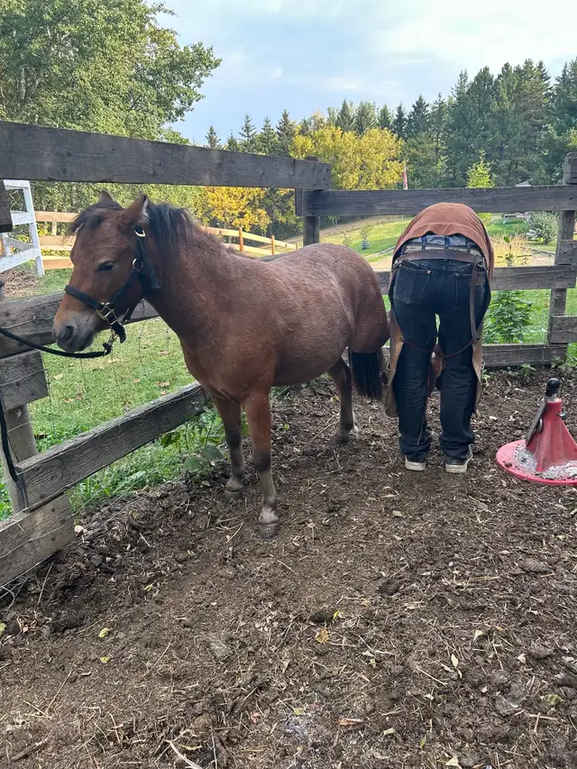 Welsh pony/Minature horse cross gelding. - Photo 2