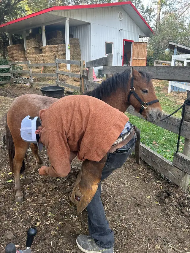 Welsh pony/Minature horse cross gelding. - Photo 3