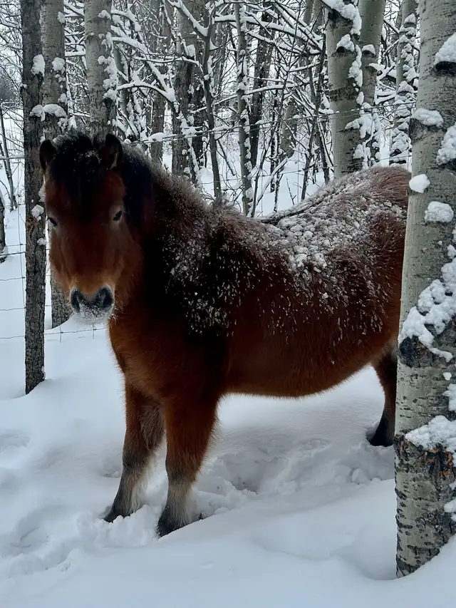 Welsh pony/Minature horse cross gelding. - Photo 4