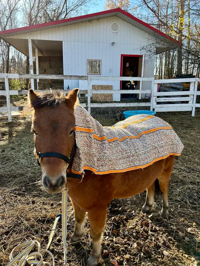 Welsh pony/Minature horse cross gelding. - Photo 5