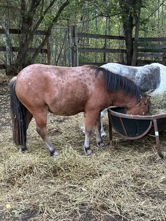 Welsh pony/Minature horse cross gelding. - Photo 7