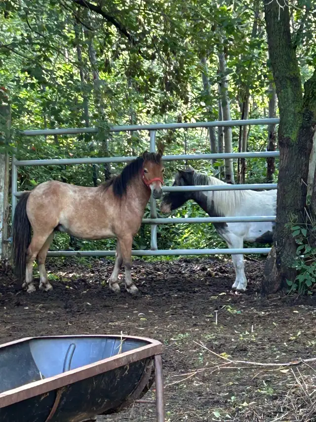 Welsh pony/Minature horse cross gelding. - Photo 8