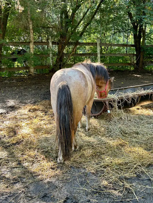 Welsh pony/Minature horse cross gelding. - Photo 9