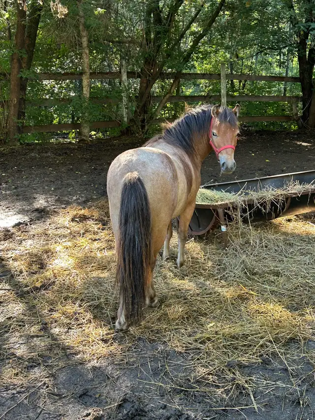 Welsh pony/Minature horse cross gelding. - Photo 10
