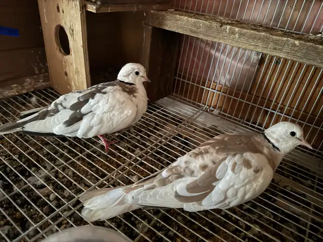 Beautiful male and female pair of redneck does beautiful brown,