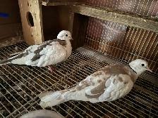 Beautiful male and female pair of redneck does beautiful brown,
