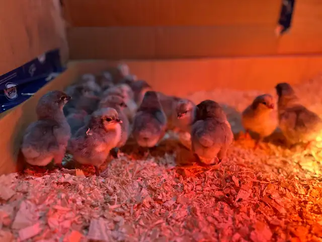 Lavender Orpington Chicks