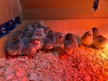 Lavender Orpington Chicks