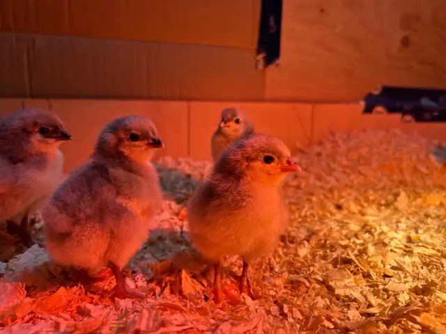 Lavender Orpington Chicks - Photo 2