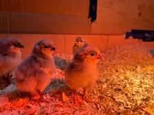 Lavender Orpington Chicks - Photo 2
