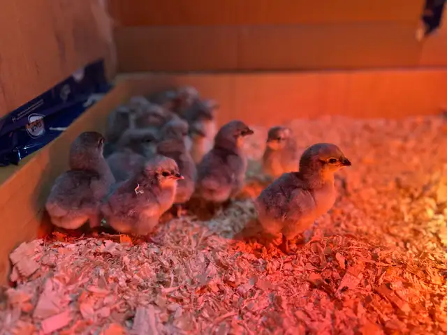 Lavender Orpington Chicks - Photo 3
