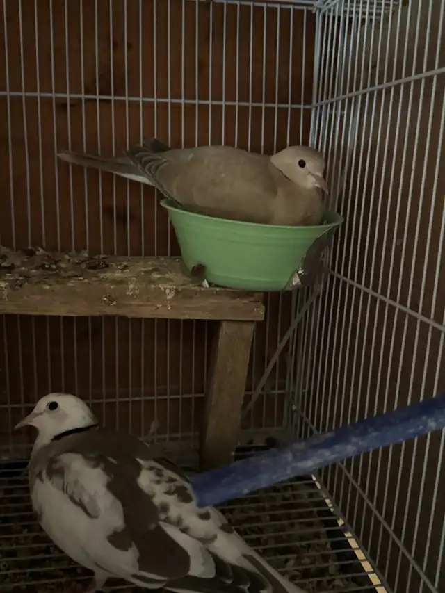 Beautiful breeding pair Dove white female, brown male $125