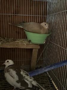 Beautiful breeding pair Dove white female, brown male $125