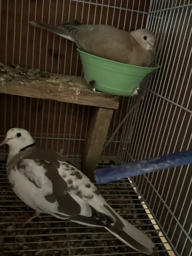 Beautiful breeding pair Dove white female, brown male $125 - Photo 2