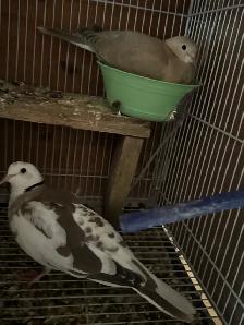Beautiful breeding pair Dove white female, brown male $125 - Photo 2