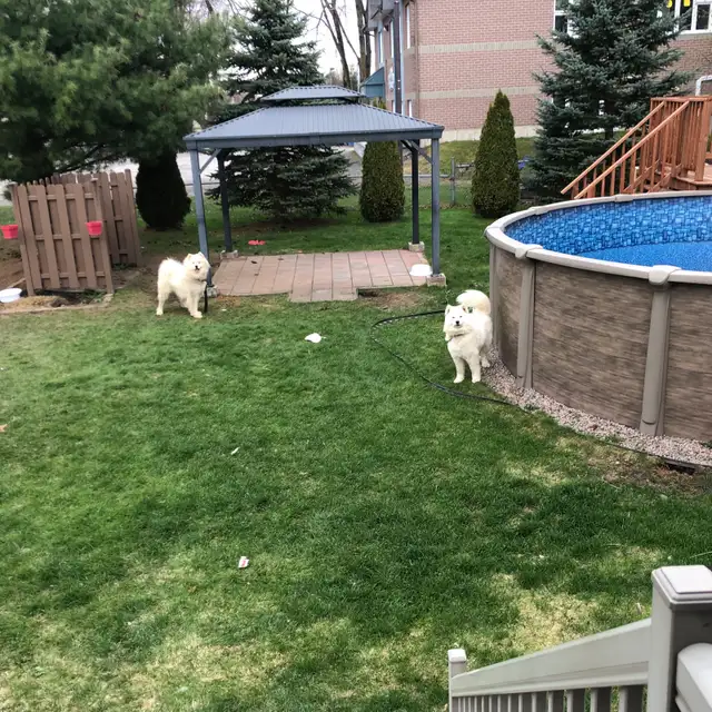 2 Samoyed à garder (Fostering)