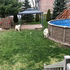 2 Samoyed à garder (Fostering)