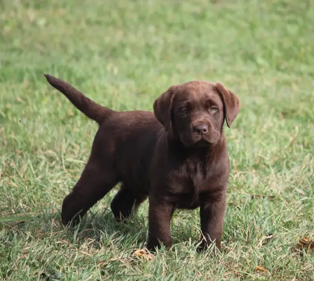 CKC Registered  Labrador Retriever Puppies