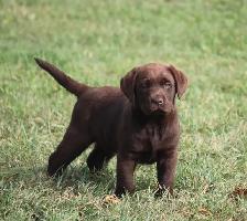 CKC Registered  Labrador Retriever Puppies