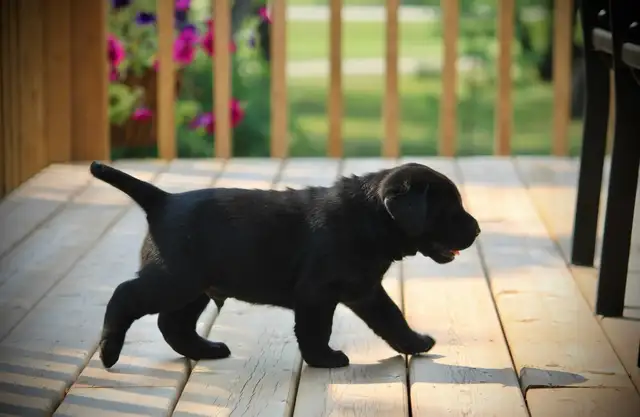 CKC Registered  Labrador Retriever Puppies - Photo 2