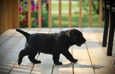 CKC Registered  Labrador Retriever Puppies - Photo 2