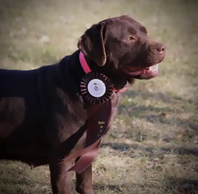 CKC Registered  Labrador Retriever Puppies - Photo 3