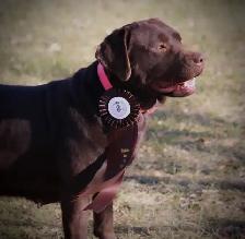 CKC Registered  Labrador Retriever Puppies - Photo 3