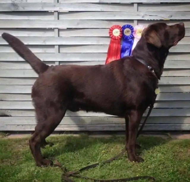 CKC Registered  Labrador Retriever Puppies - Photo 4
