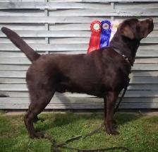 CKC Registered  Labrador Retriever Puppies - Photo 4