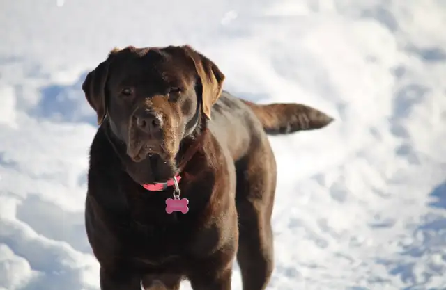 CKC Registered  Labrador Retriever Puppies - Photo 5