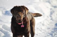 CKC Registered  Labrador Retriever Puppies - Photo 5