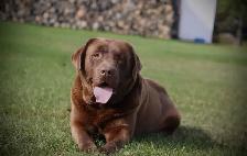 CKC Registered  Labrador Retriever Puppies - Photo 6